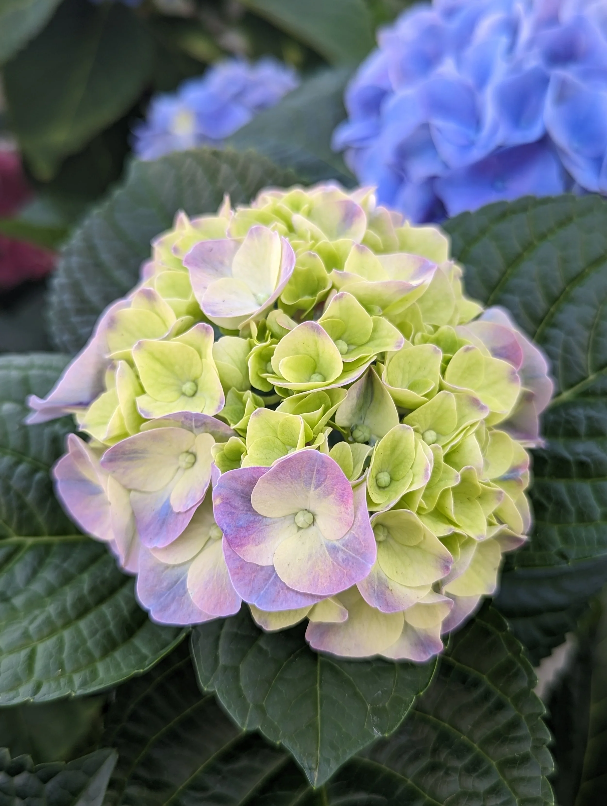 フラワー・ガーデニング My terry Hydrangea macrophylla My Beautiful Riviera PPAF — ThinkPlants